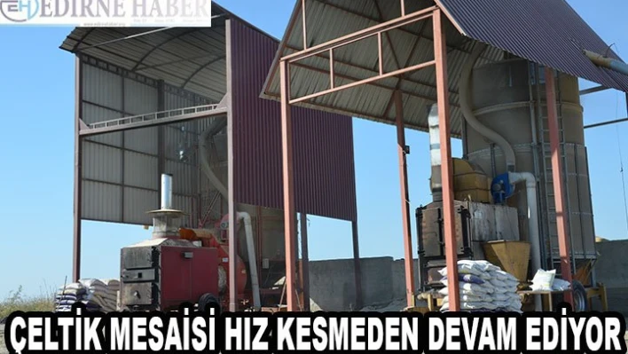 Çeltik mesaisi hız kesmeden devam ediyor