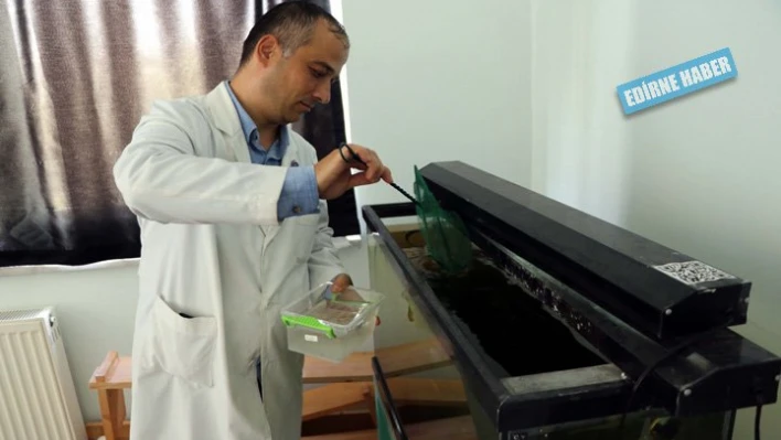 Balıktan al haberi