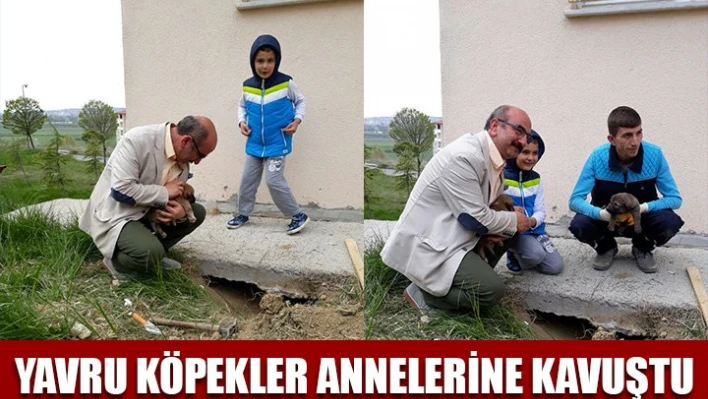 Yavru köpekler kurtarıldı