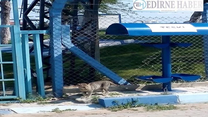 Sokak hayvanlarına destek