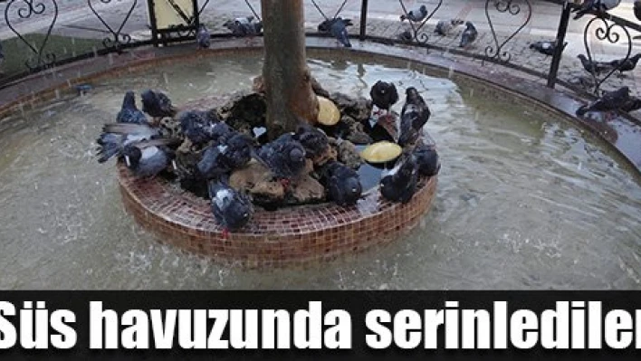 Çareyi havuzda buldular