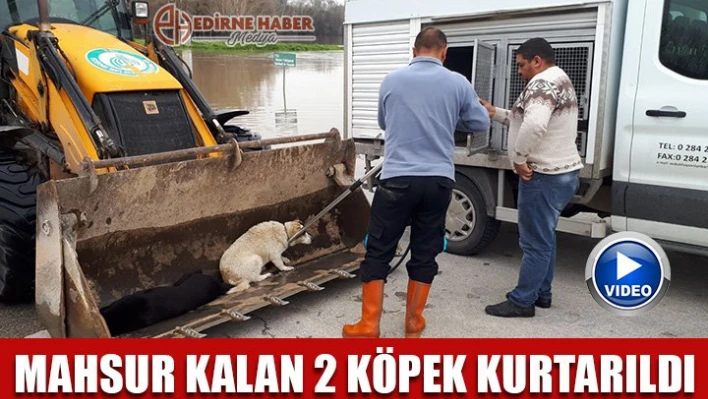 Köpek kurtarma operasyonu