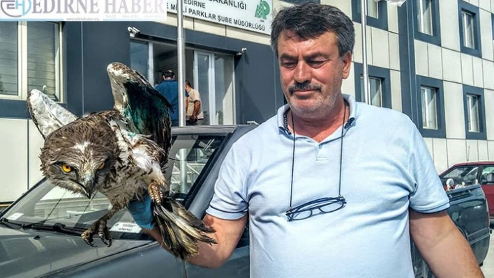 Yaralı şahin tedavi altında
