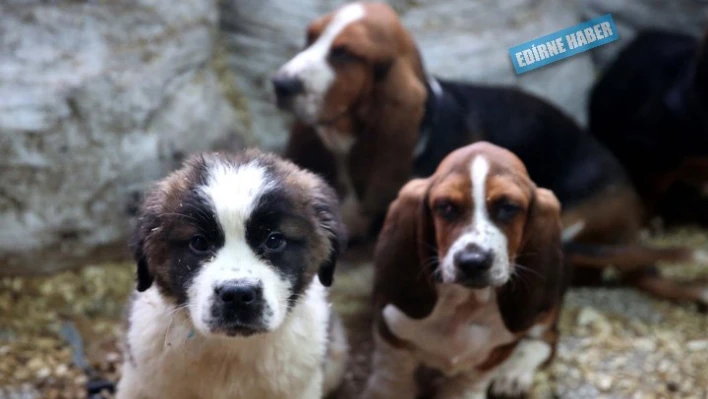 Yavru köpekler sahiplerini buldu