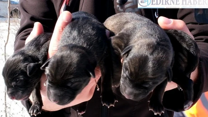 Edirne'de karda doğum yapan köpek ve yavruları donmak üzereyken kurtarıldı