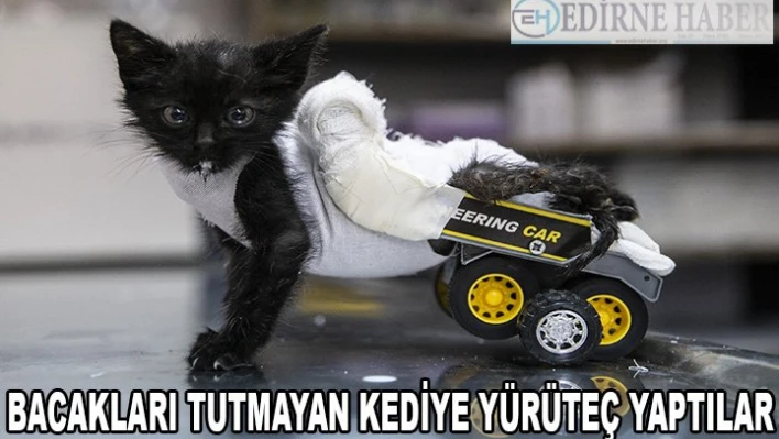 Arka bacakları tutmayan kediye oyuncak kamyondan yürüteç yapıldı