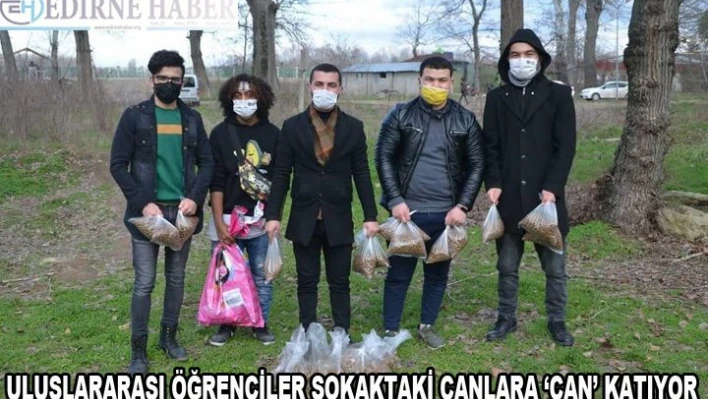 Uluslararası öğrenciler, sokaktaki canlara 'can' katıyor