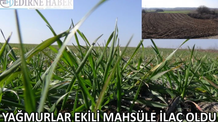 YAĞMURLAR EKİLİ MAHSÜLE İLAÇ OLDU