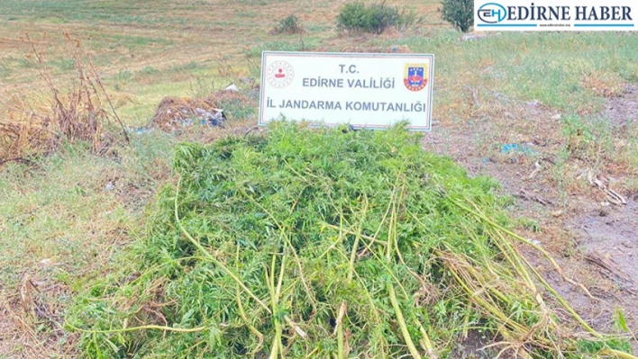 Edirne'de ayçiçeği tarlasında 450 kök Hint keneviri ele geçirildi
