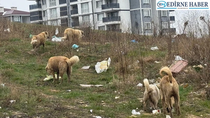 Edirne'de Değişmeyen Manzara