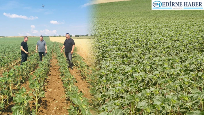 Edirne'de etkili olan sağanak yağış ve dolu tarım arazilerinde hasar oluşturdu