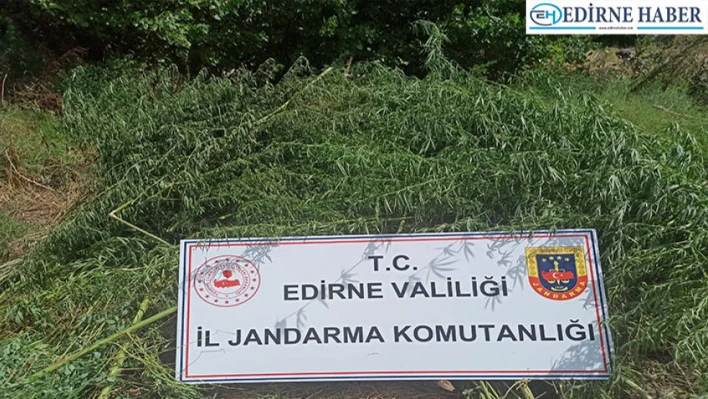 Edirne'de mısır tarlasına ekilen 26 bin 500 kök Hint keneviri ele geçirildi