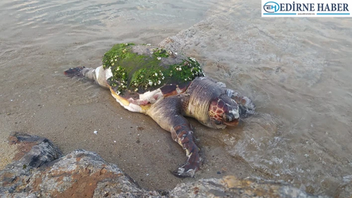 Edirne'de ölü caretta caretta karaya vurdu