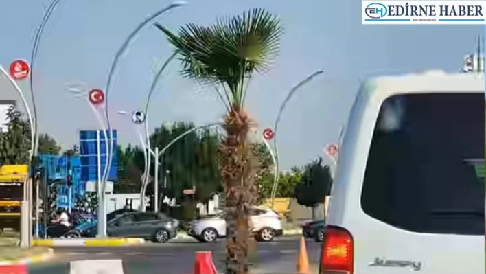 'Edirne'de palmiye yaşamaz'