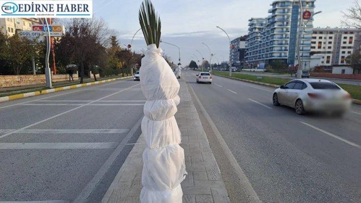 Edirne'de palmiyeler ayaz nöbetinde: 'Aman üşümesinler başkan!'