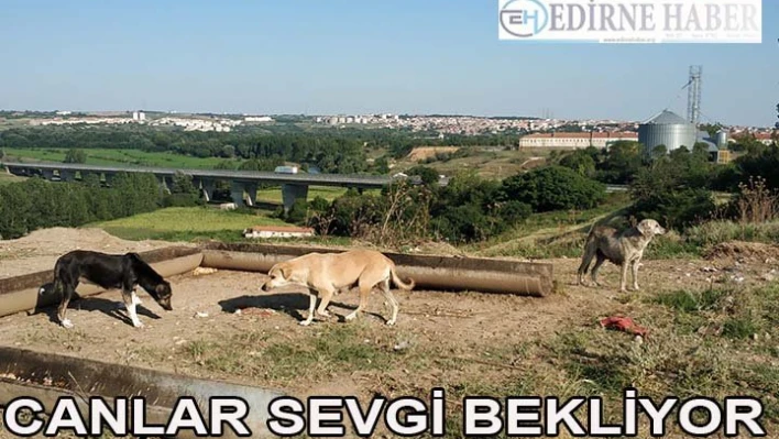Canlar Sevgi Bekliyor