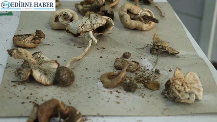 Ekosistemi korumak için Ganos Dağı'nın mantar haritası çıkarılıyor