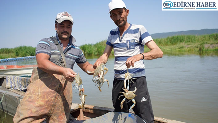 Enez'de avlanan mavi yengece iç piyasanın talebi artıyor