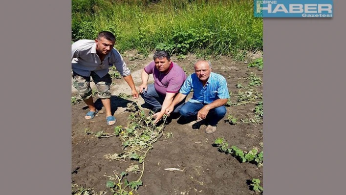 Şiddetli yağışlar çiftçiyi üzdü