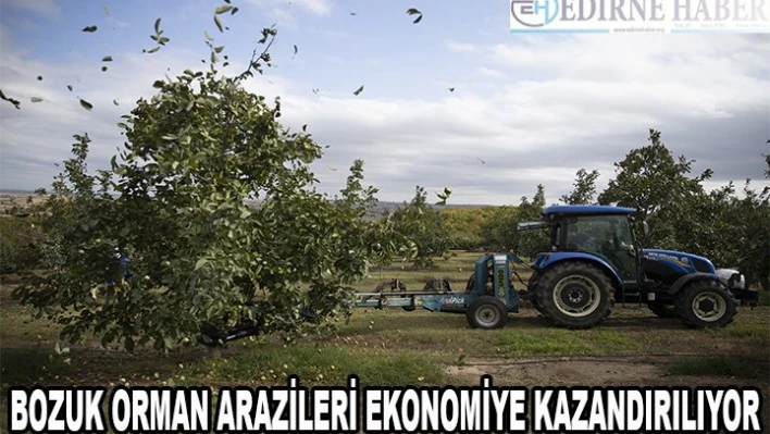 Bozuk orman arazilerinde yetiştirilen cevizler ekonomiye katkı sağlıyor