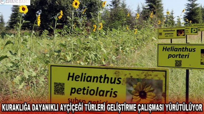 KURAKLIĞA DAYANIKLI AYÇİÇEĞİ TÜRLERİ GELİŞTİRME ÇALIŞMASI YÜRÜTÜLÜYOR