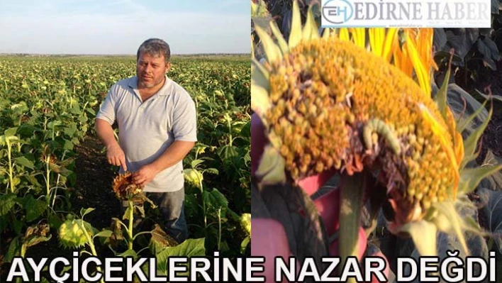 Ayçiçeklerine Nazar Değdi