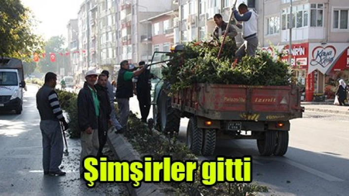 Şimşirler gitti