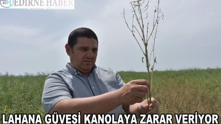  'Lahana güvesi' kanolaya zarar veriyor