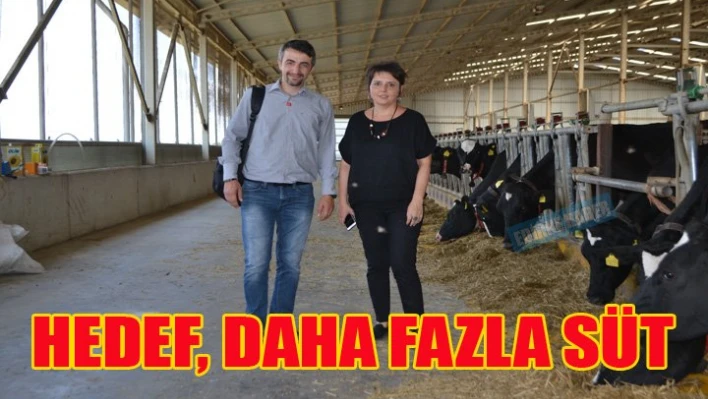 Burada inekleri robotlar sağıyor!