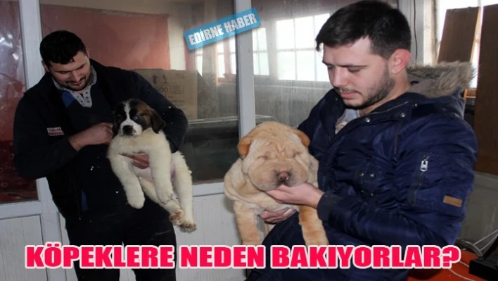 Sınırda yakalanan köpeklere 'yedieminlik' yapıyor