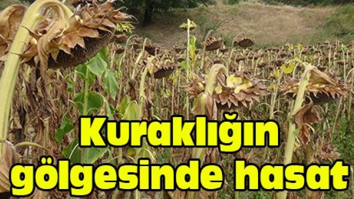 Kuraklığın gölgesinde hasat