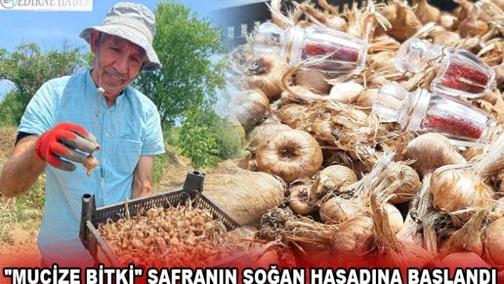 'MUCİZE BİTKİ' SAFRANIN SOĞAN HASADINA BAŞLANDI