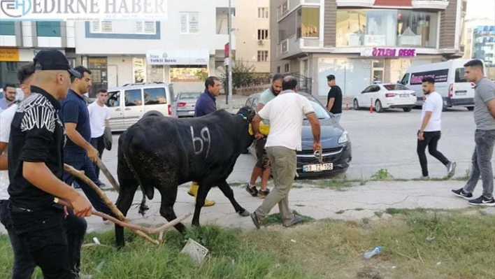  Kaçan boğa sahiplerine zor anlar yaşattı