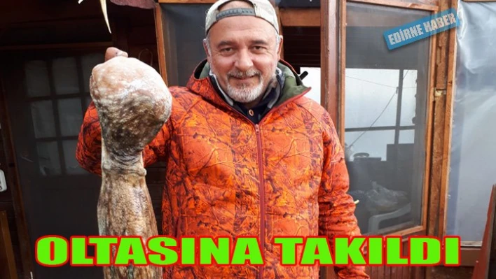 Oltasına Ahtapot takıldı