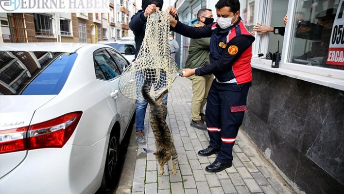 Kırklareli'nde boş bir dükkanda mahsur kalan kedi 'HAYDİ' çağrısıyla kurtuldu