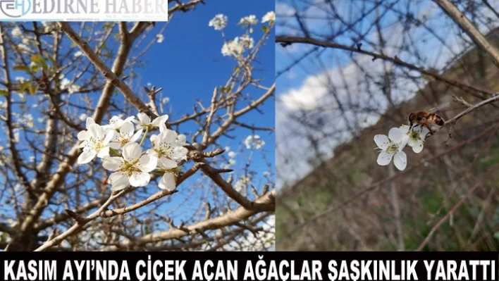 Kasım ayında çiçek açan ağaçlar şaşkınlık yarattı