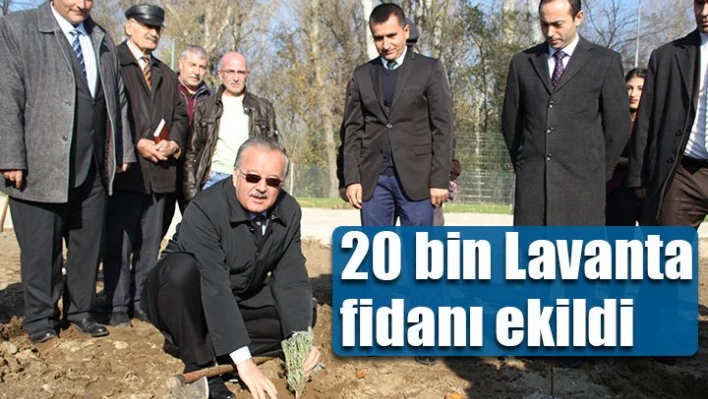 Lozan caddesi Lavanta kokacak