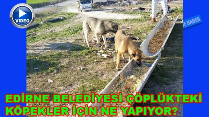 'Hayvanları unutmuyoruz ama..'