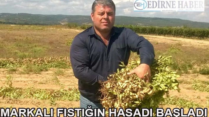 Markalı Fıstık Hasadı Başladı