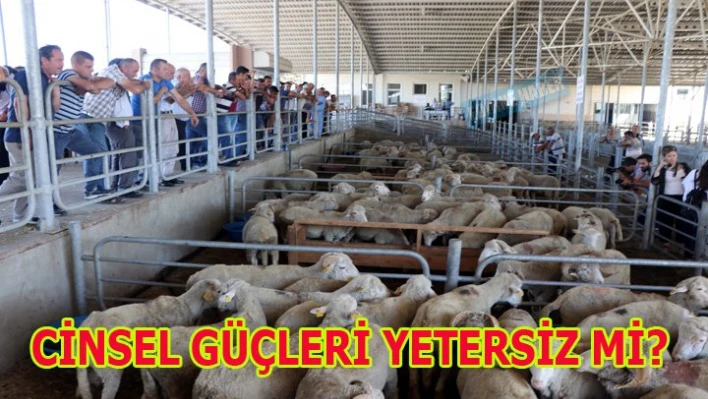 'Bu koçlar iş yapmaz'