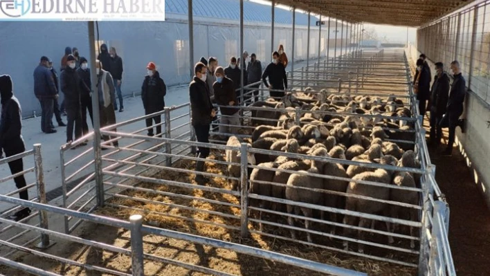Küçükbaş hayvan yetiştiricilerine damızlık koç dağıtıldı