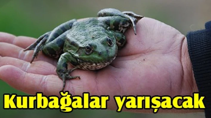 Kurbağalar yarışacak