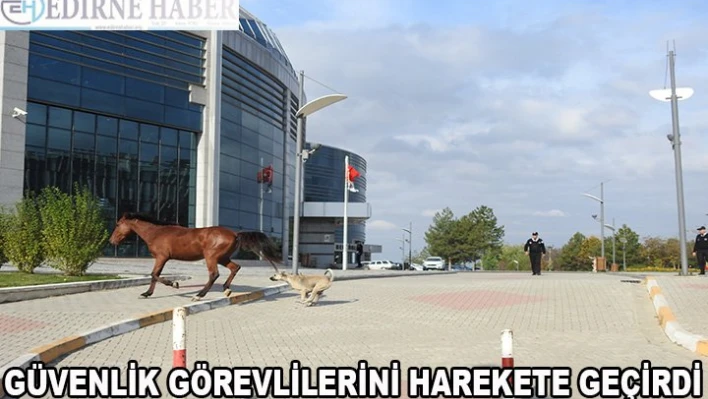 Rektörlük Bahçesinde â€˜Başıboş At'