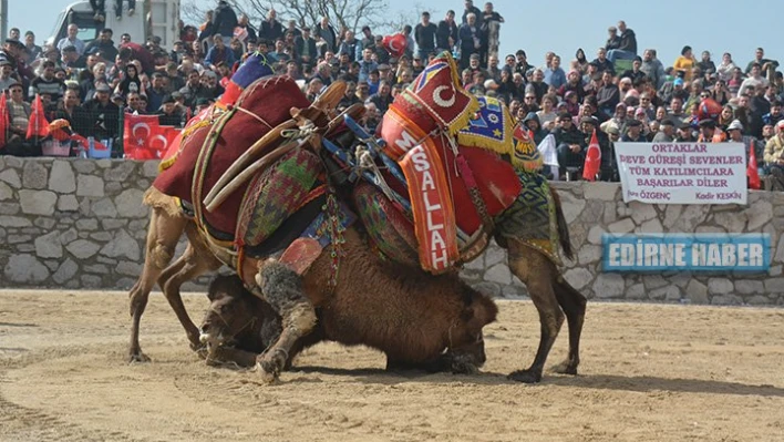 Develer güreşti, seyirciler eğlendi