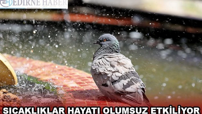 Sıcaklıklar hayatı olumsuz etkiliyor