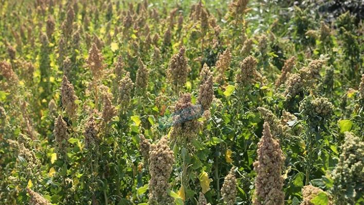 Trakya'da yaygınlaştı