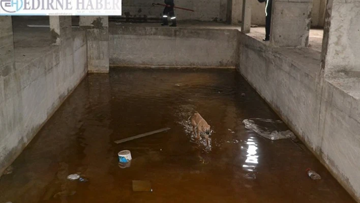 İnşaat boşluğuna düşen köpek kurtarıldı
