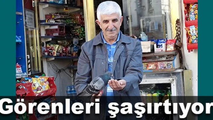 Güvercinin dostluğu