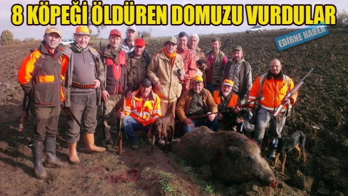 8 köpeği öldürdü