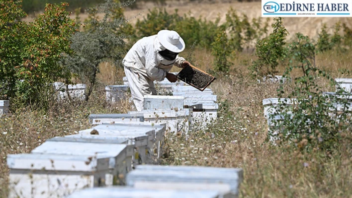 Gezgin arıcılar aşırı sıcaklar nedeniyle beklediği verimi alamadı